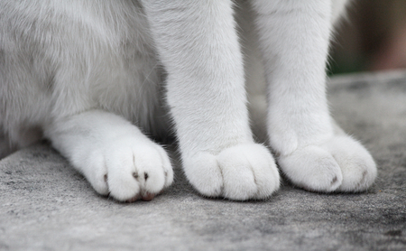 cat feetの写真素材