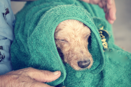 Dog after bathの写真素材