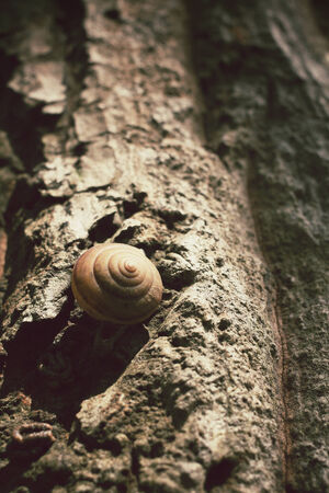 snails crawling on a treeの写真素材