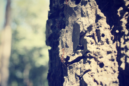 Ants walking.の写真素材