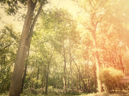 autumn forestの写真素材