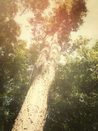 autumn forestの写真素材