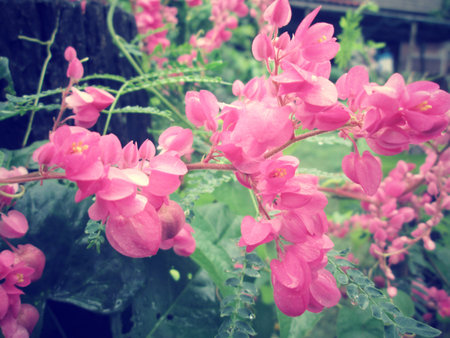 pink flowerの写真素材