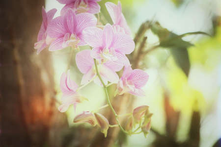 Pink orchid flowerの写真素材