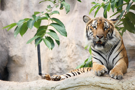Tigerの写真素材