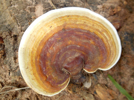 Ganoderma Lucidum - Ling Zhi Mushroom.