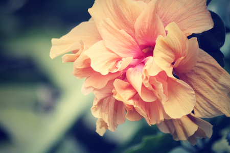 Hibiscus flowers - orange flowerの写真素材