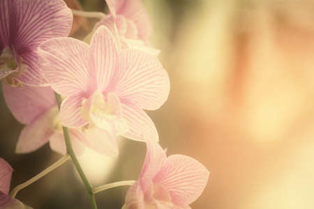 Pink orchid flowerの写真素材
