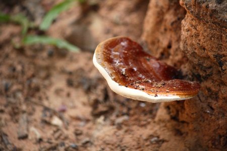 Ganoderma Lucidum - Ling Zhi Mushroom.の写真素材