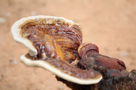 Ganoderma Lucidum - Ling Zhi Mushroom.の写真素材