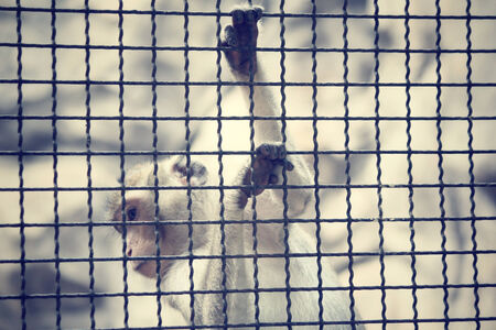 Monkeyの写真素材