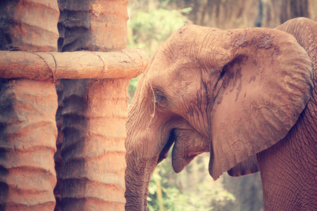 Elephantの写真素材