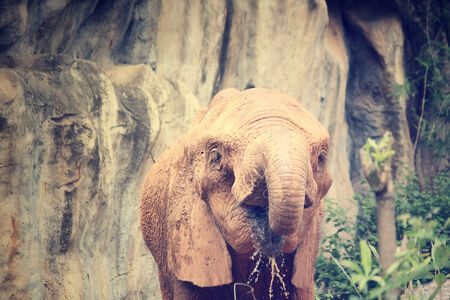 Elephantの写真素材