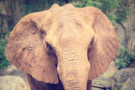 Elephantの写真素材