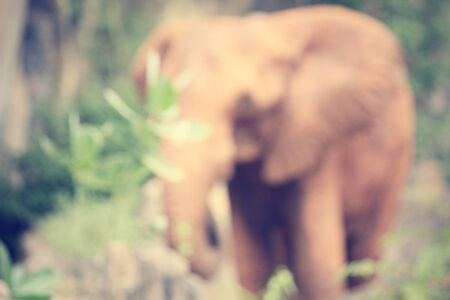 blurred of elephantの写真素材