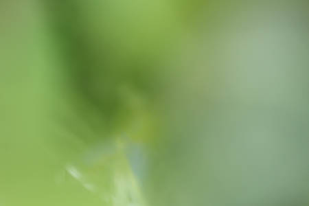 Blurred of foreseの写真素材