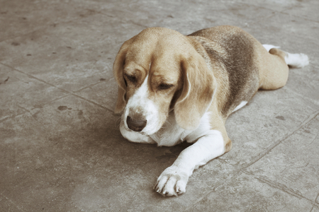 Dog sleepingの写真素材