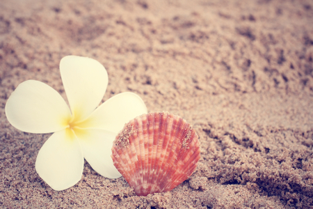 Shell on beachの写真素材
