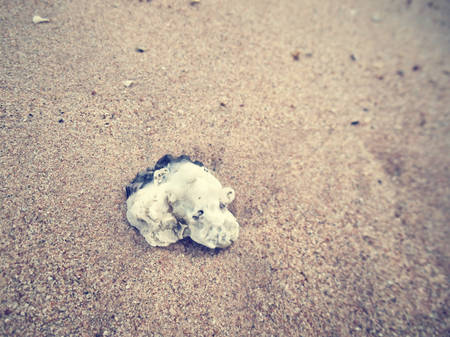 Shell on beachの写真素材