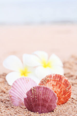 Shells on beachの写真素材