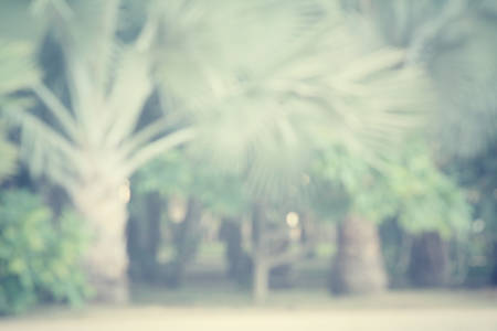 blurred forestの写真素材