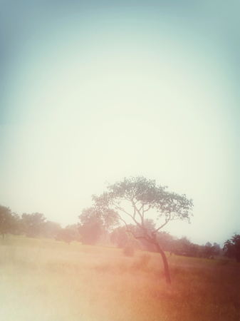 vintage spring tree with skyの写真素材