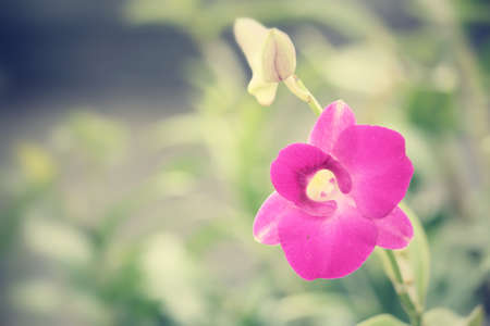 Pink orchid flowerの写真素材