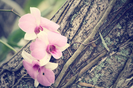 Pink orchid flowersの写真素材