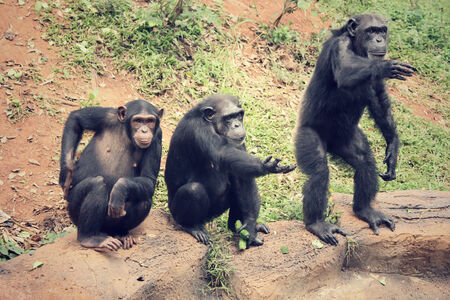 Chimpanzee monkeyの写真素材