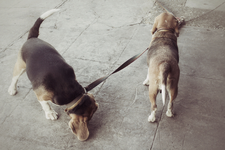 Dog lookingの写真素材