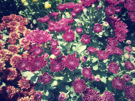 Pink daisy flowersの写真素材