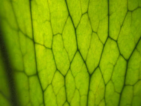 Fern leafの写真素材
