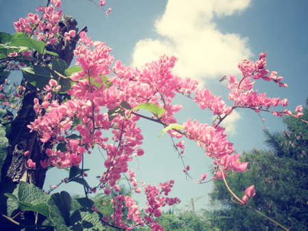 Pink flowersの写真素材