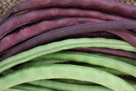long beansの写真素材