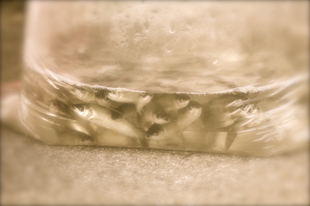 Blurred of fishsの写真素材