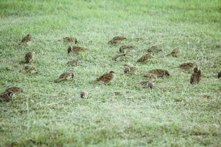 sparrows