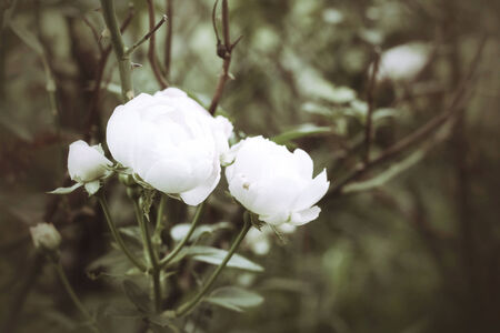 White rosesの写真素材