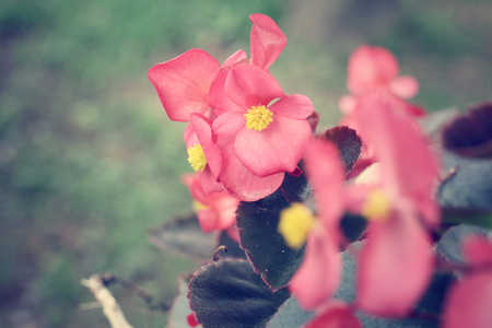Pink flowersの写真素材