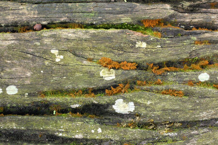 green moss on woodの写真素材