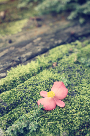 Pink flower on mossの写真素材
