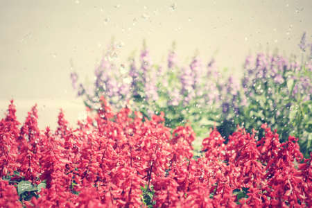 Red flowersの写真素材