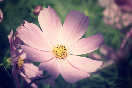 pink cosmos flowersの写真素材