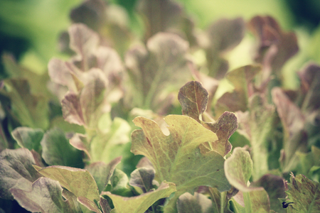 Red coral vegetableの写真素材