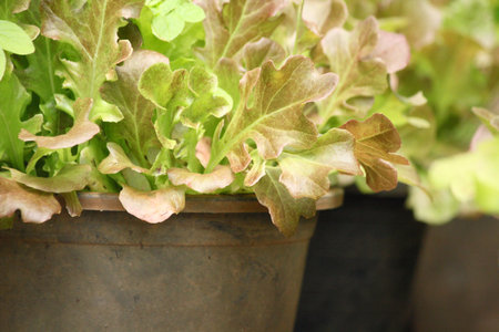 Red coral vegetableの写真素材