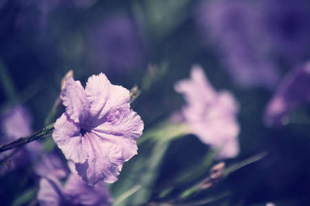 vintage purple flowersの写真素材