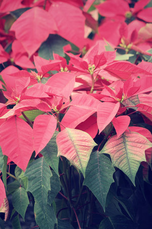 Red poinsettia flowersの写真素材