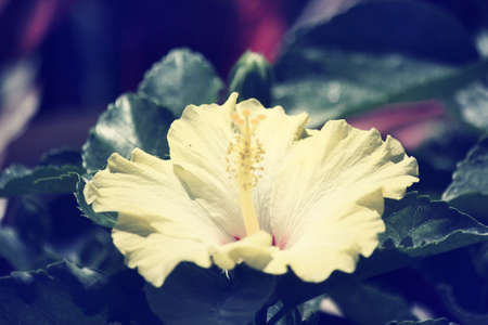 Hibiscus flowers - yellow flowerの写真素材