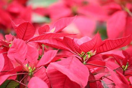 Red poinsettia flowersの写真素材