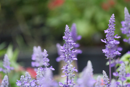 purple salvia flowersの写真素材