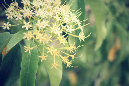 White flowersの写真素材